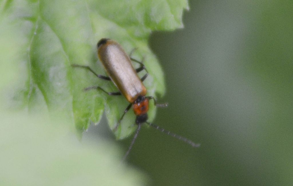 Rhagonycha maculicollis (cfr.) Cantharidae